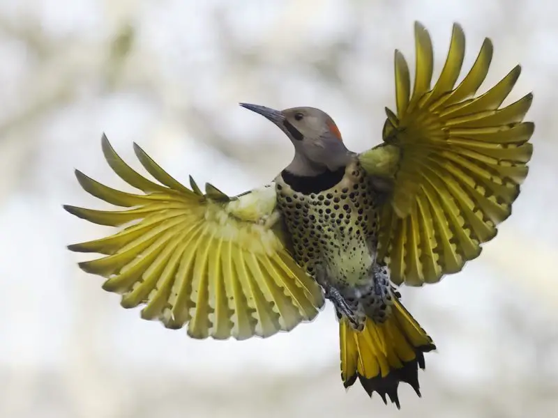 northern-flicker-800x600-1 Birds with Yellow Bellies in Texas