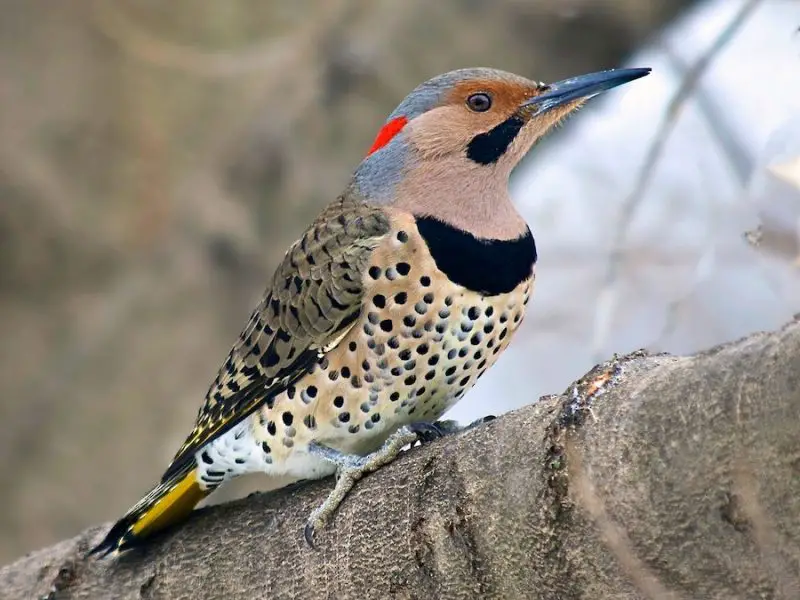 northern-flicker-colaptes-auratus-800x600-1-3 Blue Birds in New Jersey