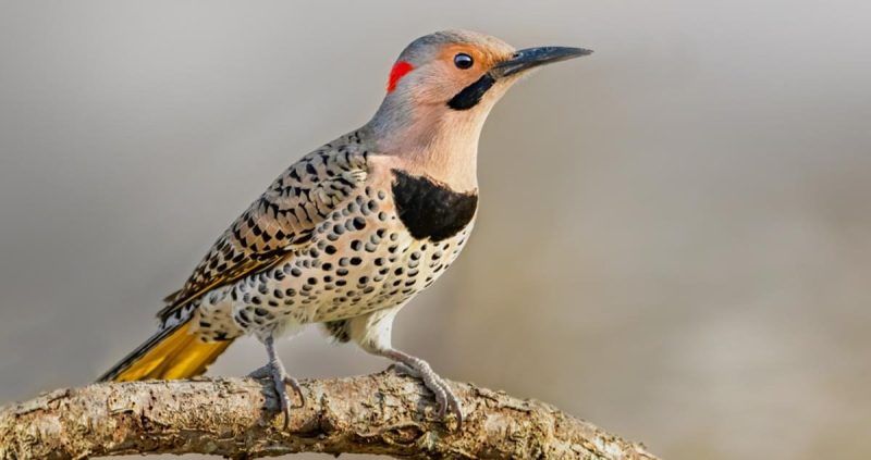 8 Stunning Woodpeckers You’ll Find in California