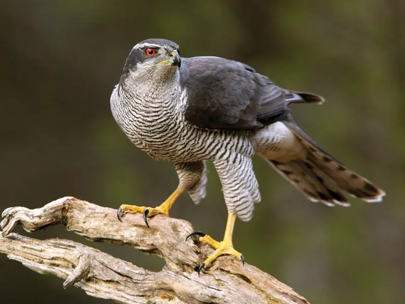 Hawks in Wyoming