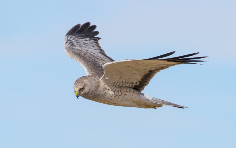 20 Hawks of North America and What’s on Their Menu