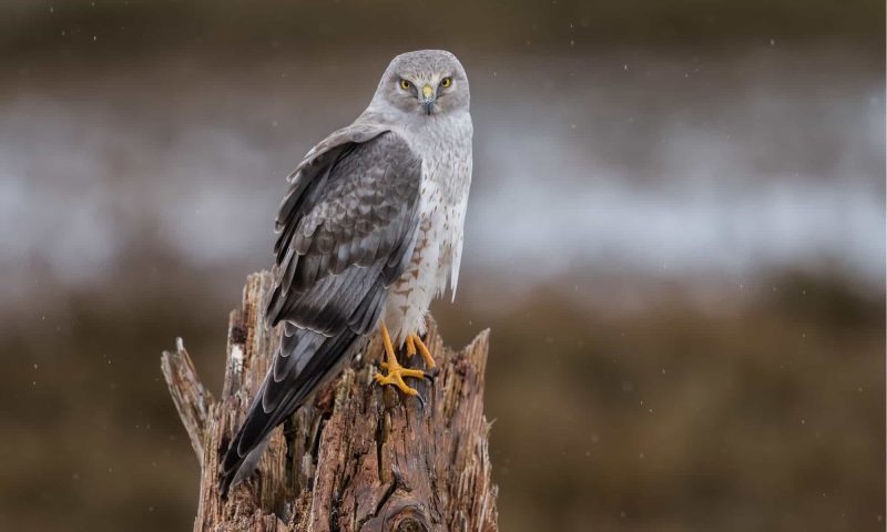 Hawks in Wyoming