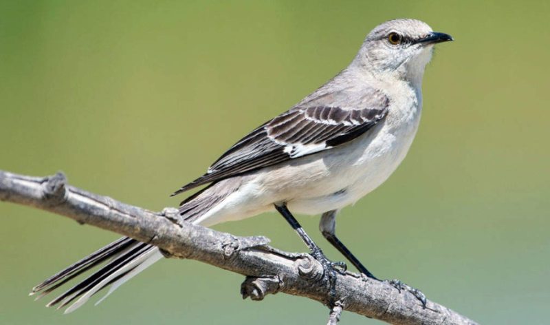 northern-mockingbird-800x472-1-2 Common Birds in Pennsylvania