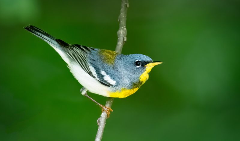 northern-parula-setophaga-americana-800x471-1 Blue Birds in Indiana