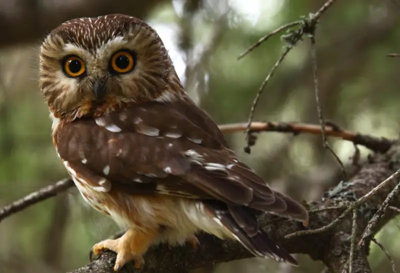 northern-saw-whet-owl-800x545-1 Birds of Prey in Texas
