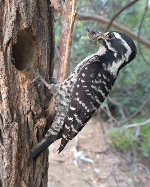 8 Most Striking Woodpeckers in California