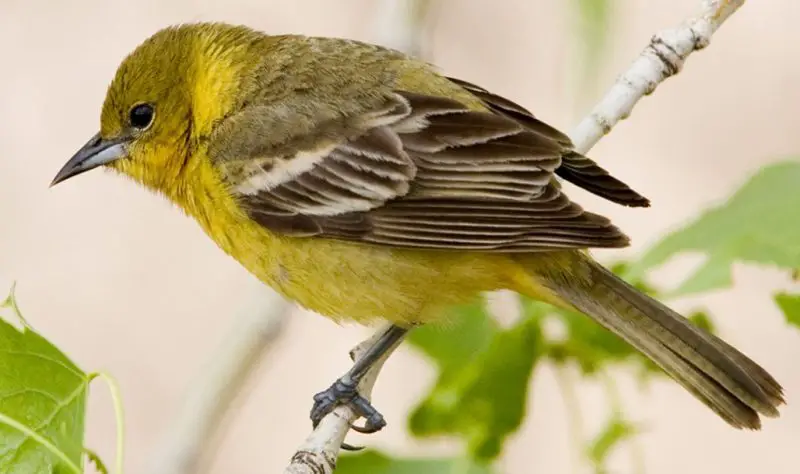 orchard-oriole-female-800x474-1-1 Birds with Yellow Bellies in Texas