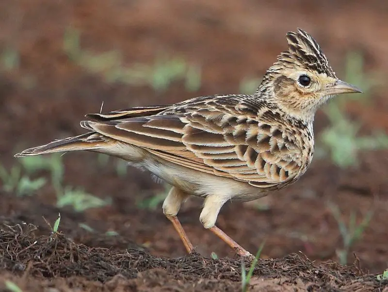 The 3 Recognized Lark Species