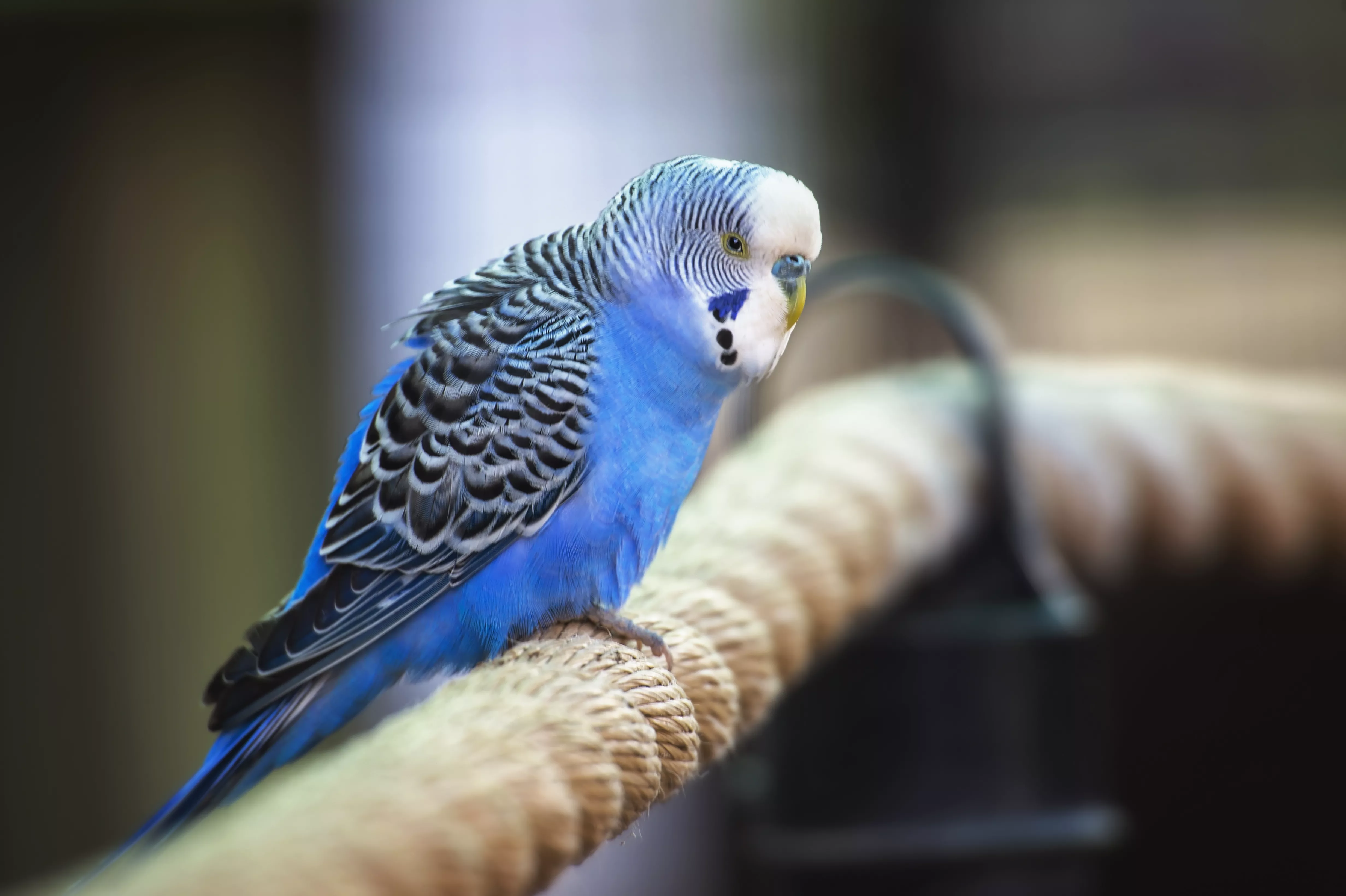 Parakeet Budgie Budgerigar