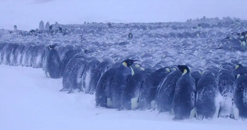 Why Penguins Live in Groups