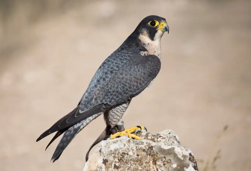 peregrine-falcon-falco-peregrinus-800x545-1 Birds of Prey in Texas