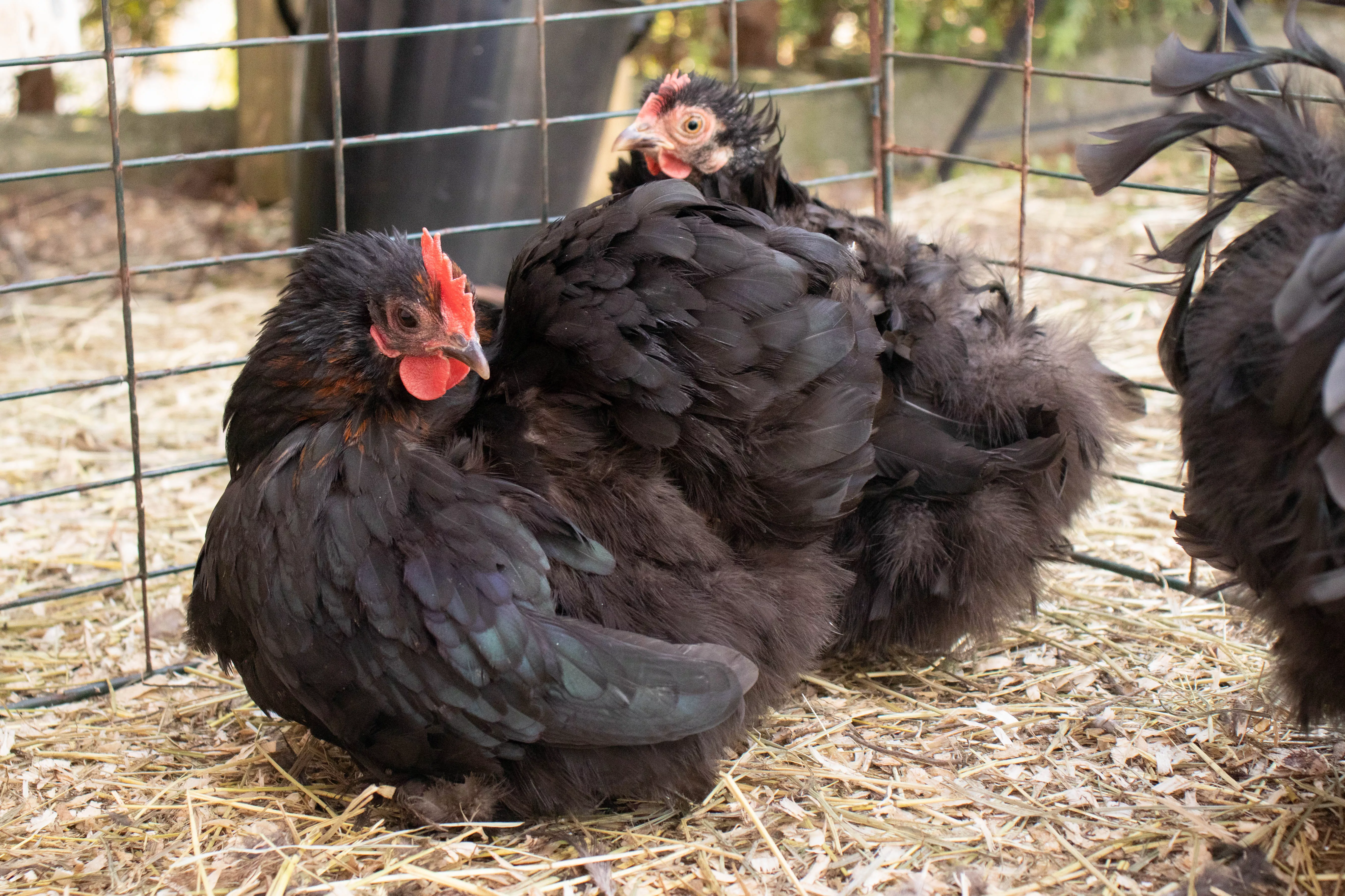 Black pet chickens with red comb and wattles in cage with straw ground