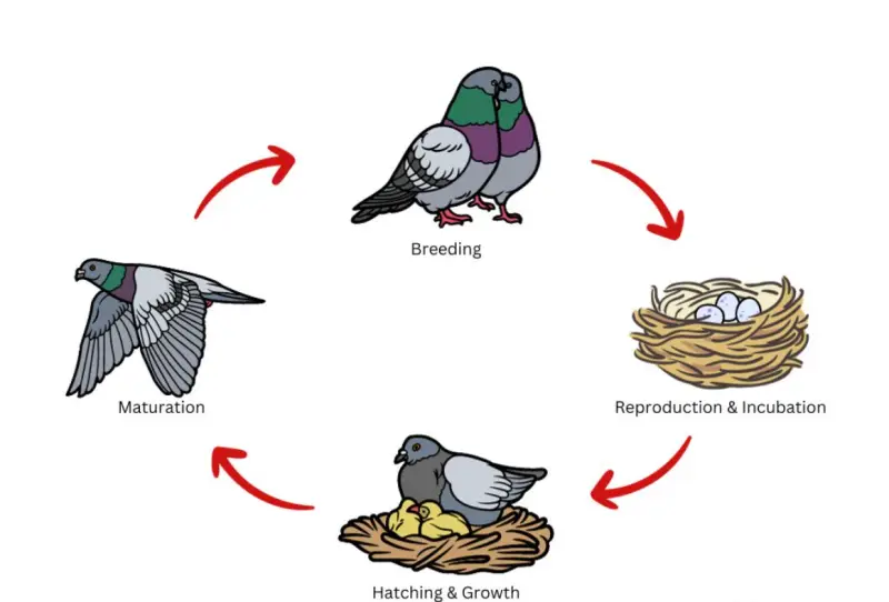 The Life Cycle of the Pigeons
