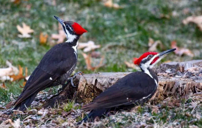 pileated-woodpecker-800x507-1-2 Common Birds in Indiana