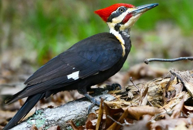 pileated-woodpecker-800x540-1-7 Backyard Birds in South Carolina