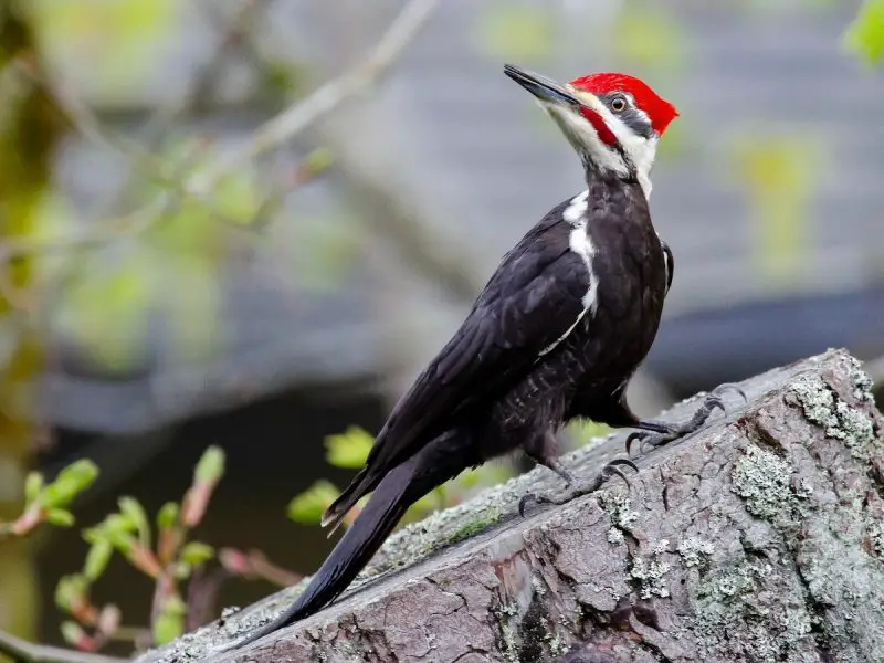 types of woodpeckers