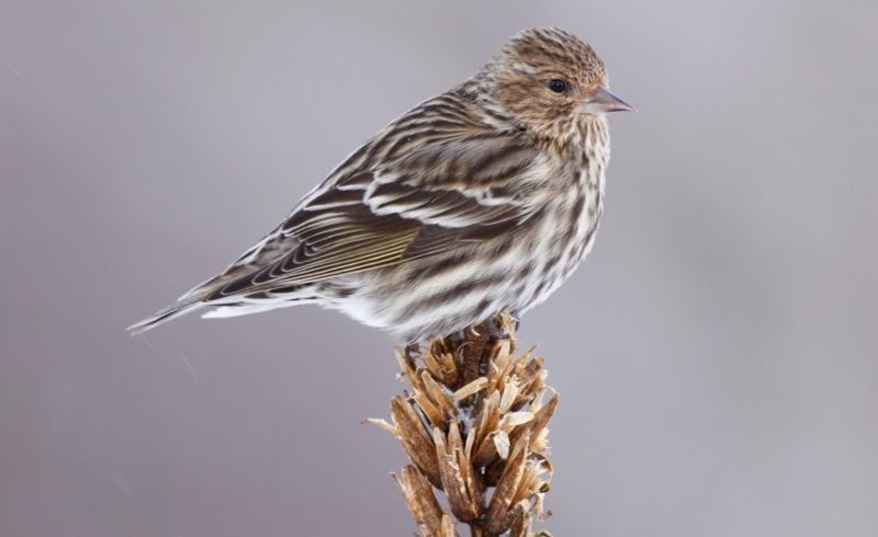 Backyard Birds in Connecticut