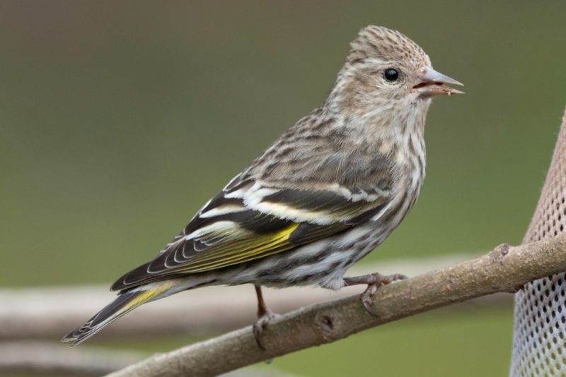 pine-siskin-spinus-pinus-800x534-1-1 Backyard Birds in South Carolina