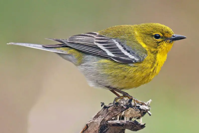 pine-warbler-800x534-1 bird with yellow belly in Texas