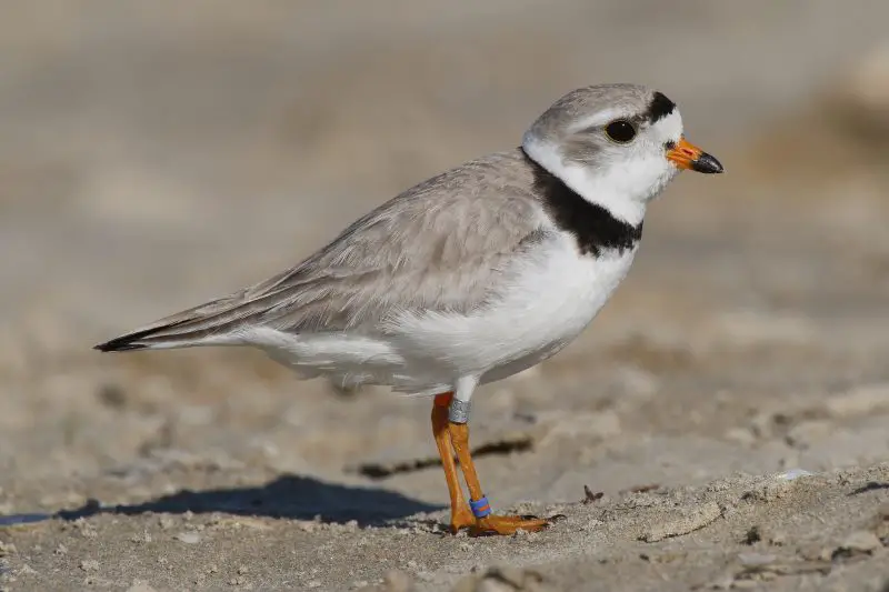 piping-plover-charadrius-melodus-800x533-1 7 Types of Plovers in Michigan