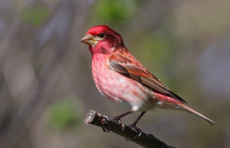 purple-finch-800x515-1-5 Backyard Birds in South Carolina