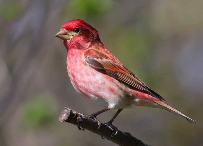 Backyard Birds in Connecticut