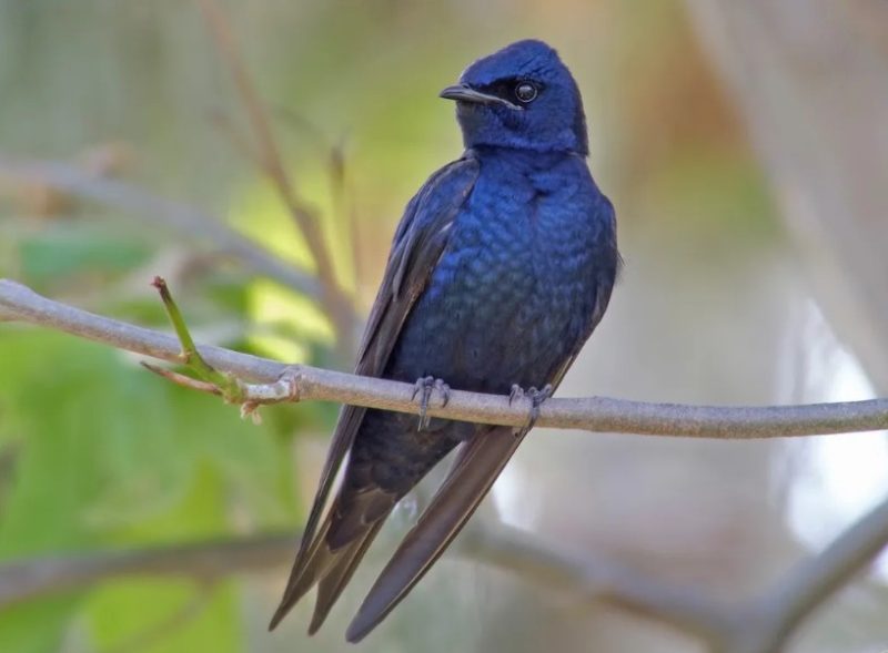 purple-martin-800x589-1 Blue Birds in Indiana