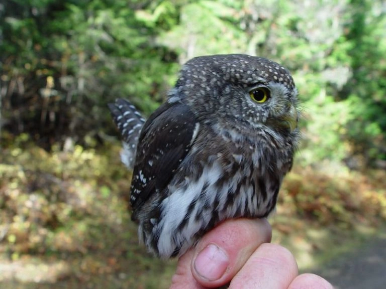 pygmy-owl-768x576-1-1