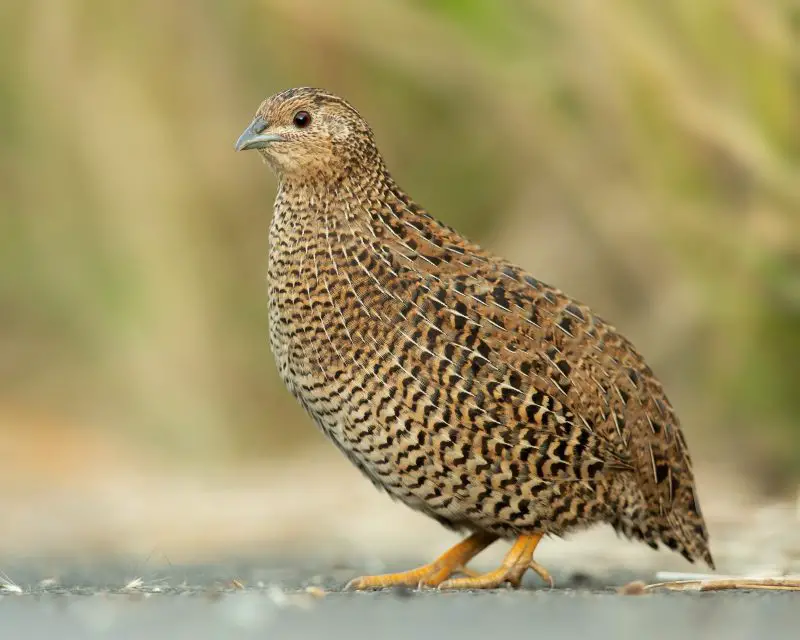 20 Fascinating Characteristics of Quail