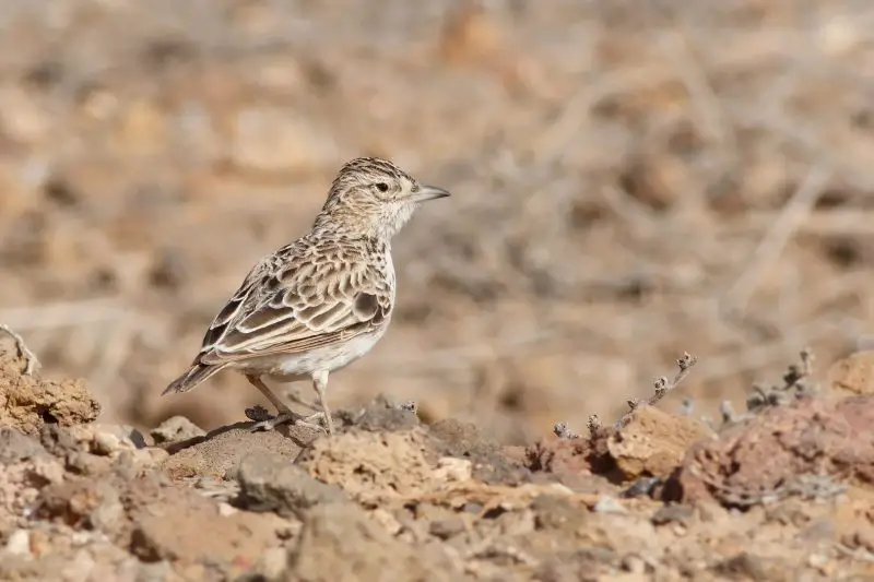 The 3 Recognized Lark Species