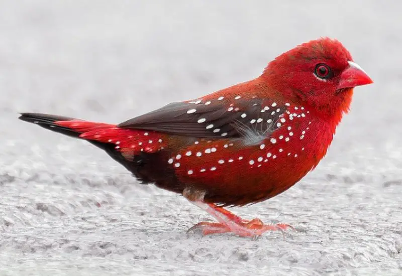 Common Birds in Hawaii