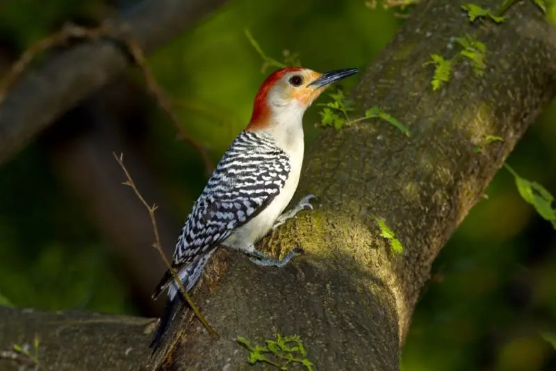 red-bellied-woodpecker-800x534-1-2 Common Birds in Pennsylvania