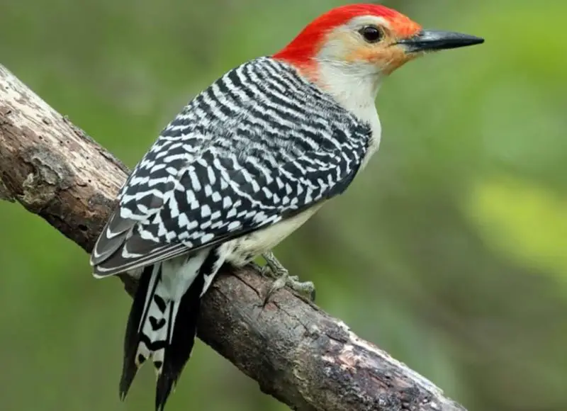 Woodpeckers in Vermont