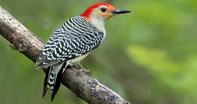 Florida Woodpeckers