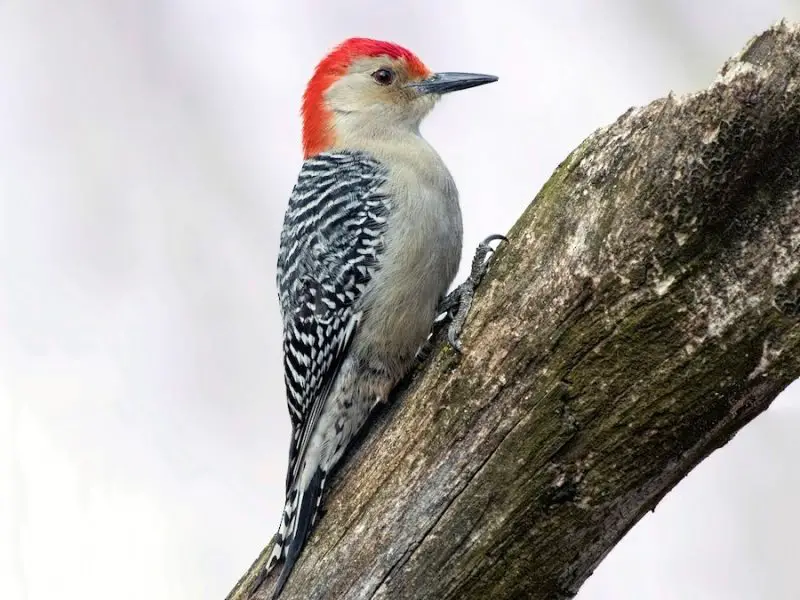 9 Woodpecker Species in Alabama
