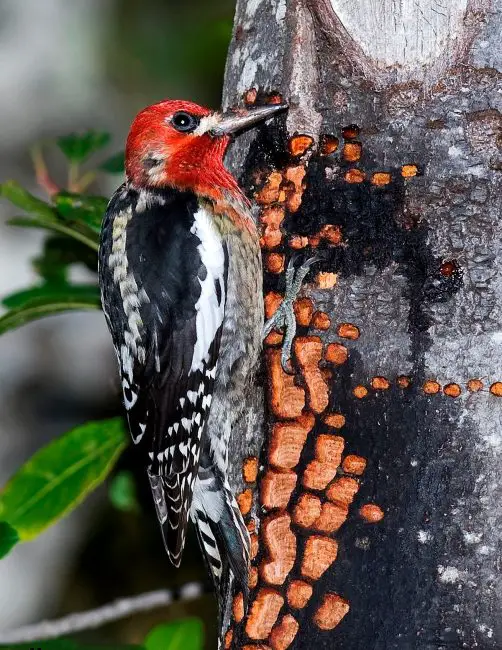 8 Most Striking Woodpeckers in California