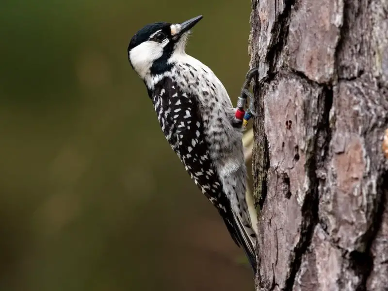 red-cockaded-woodpecker-dryobates-borealis-800x600-1 9 Woodpecker Species in Alabama