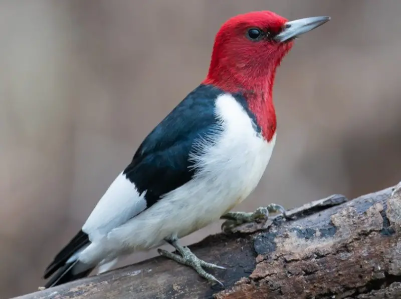 Woodpeckers in Vermont
