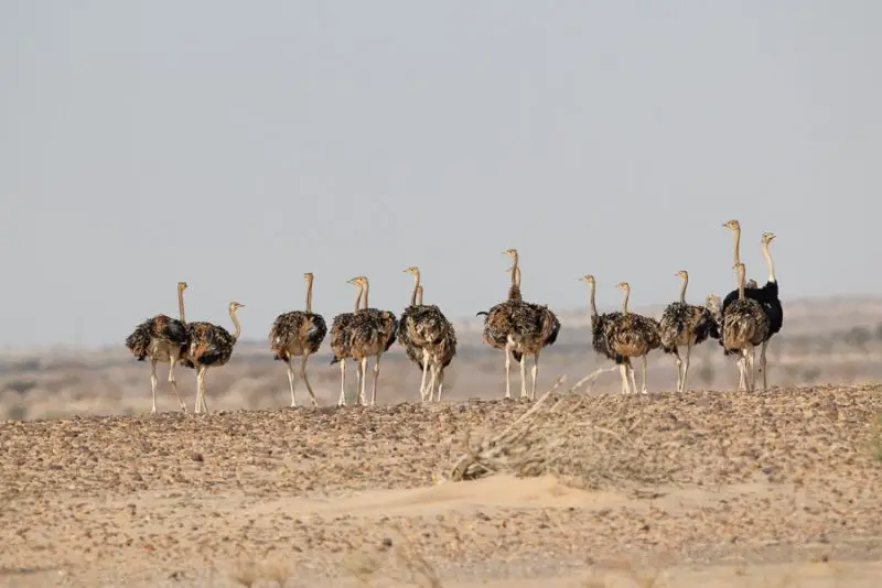 The 8 Different Types of Ostriches