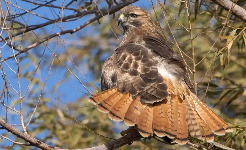 Hawks in Utah