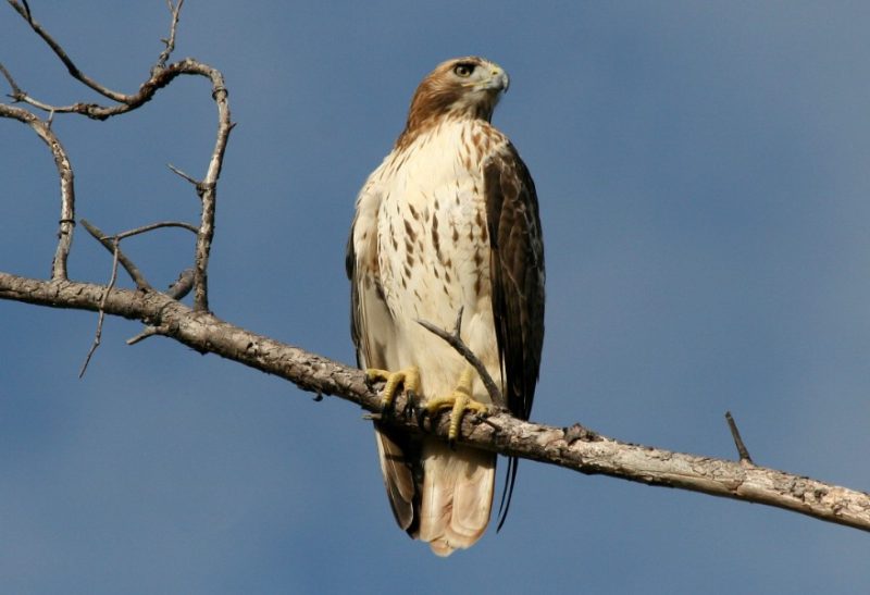 red-tailed-hawk-buteo-jamaicensis-800x547-1 Birds of Prey in Texas