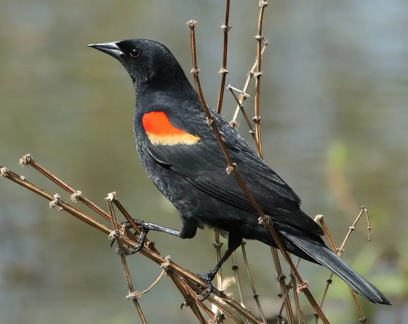 A Guide to 7 Blackbirds Found in Michigan