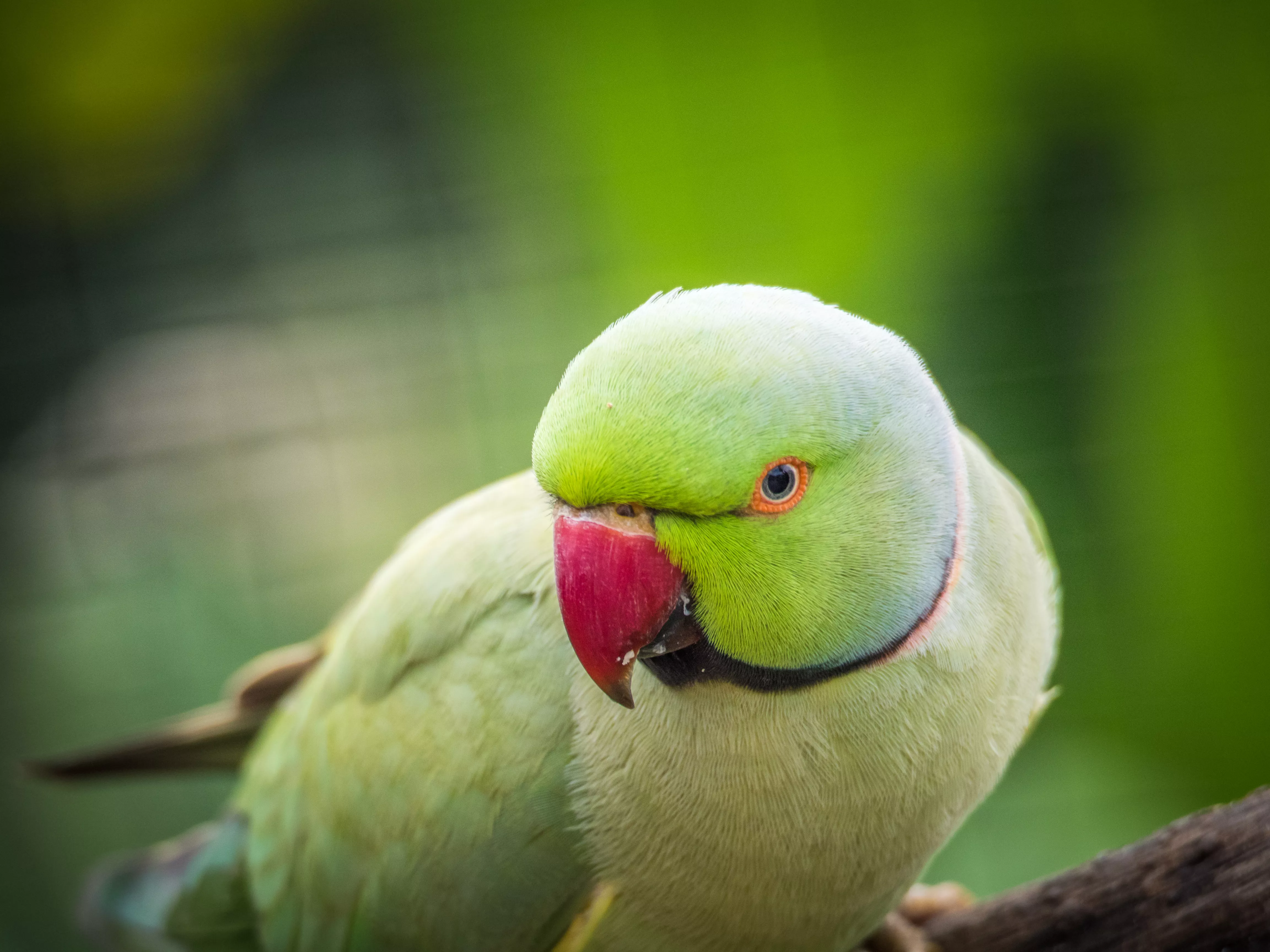 Ringneck Parakeet