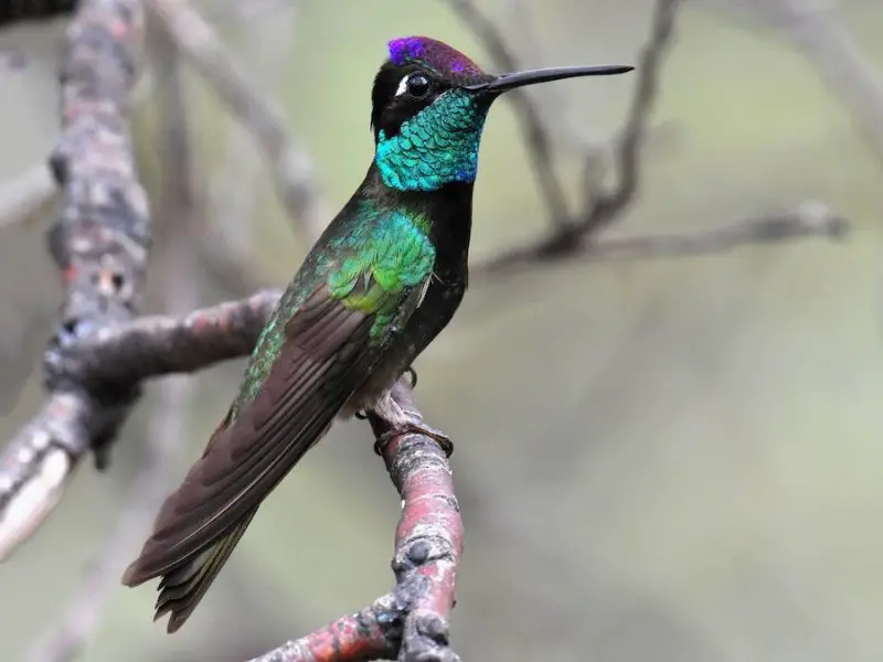 rivolis-hummingbird-800x600-1-1 Hummingbirds in Kansas