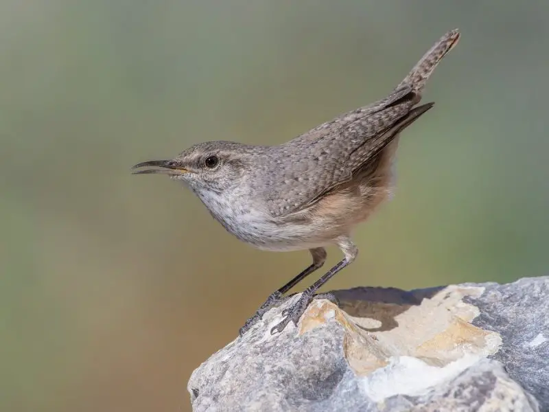 Wrens in Illinois