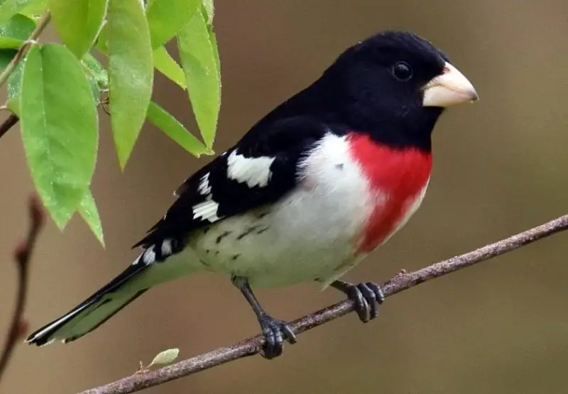 rose-breasted-grosbeak-1-800x555-2 Common Birds in Pennsylvania
