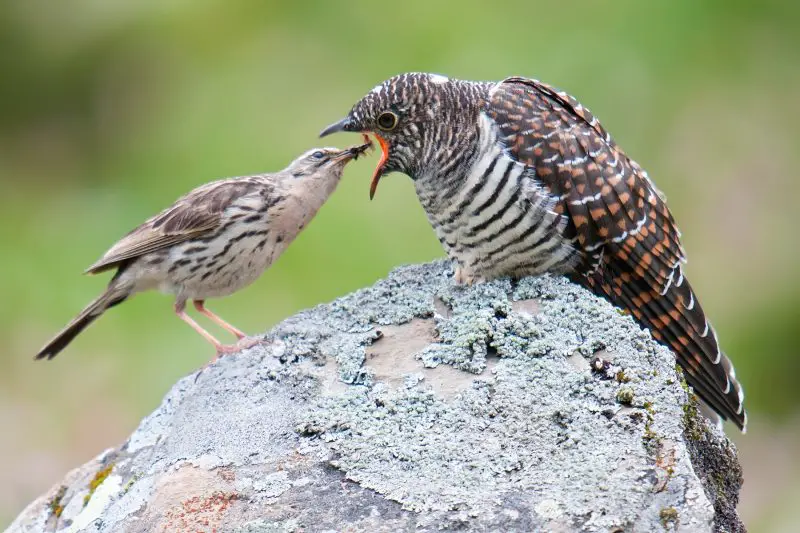 25 Remarkable Migratory Birds You Need to See