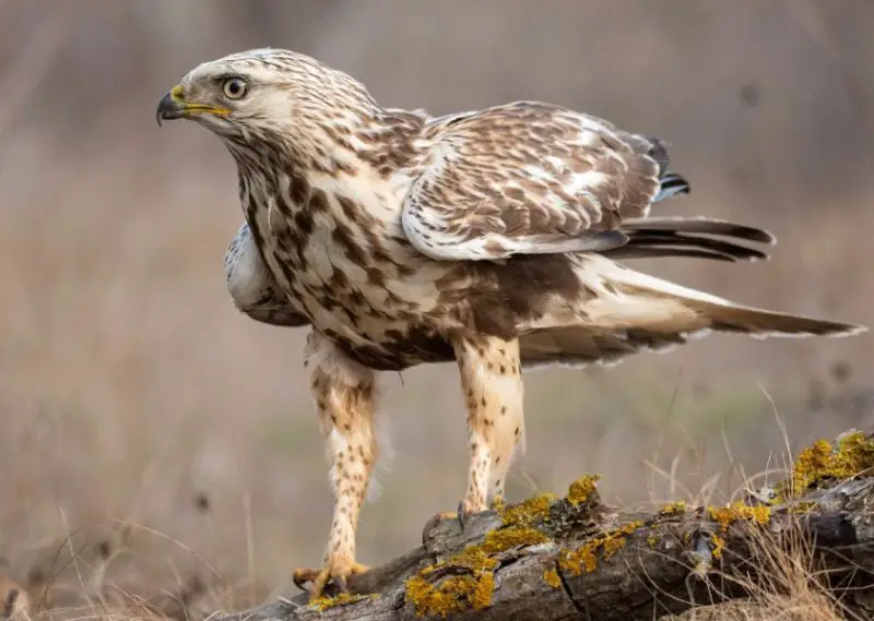 Hawks in Wyoming