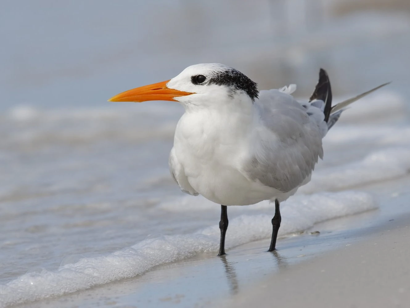 Royal Tern non-breeding