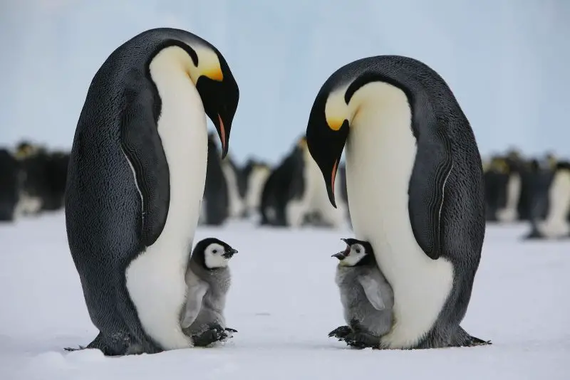 18 Species of Penguins in the World